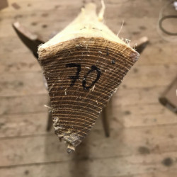 Bogenrohling Robinie 70