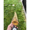 Bogenrohling Osage Orange 95