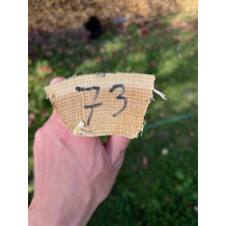 Bogenrohling Robinie 73