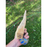doga robinia 26