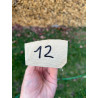 doga frassino 12
