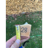 Bogenrohling Robinie 28