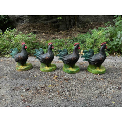 ITALESPANSO HAHN - gebraucht bei einem Turnier