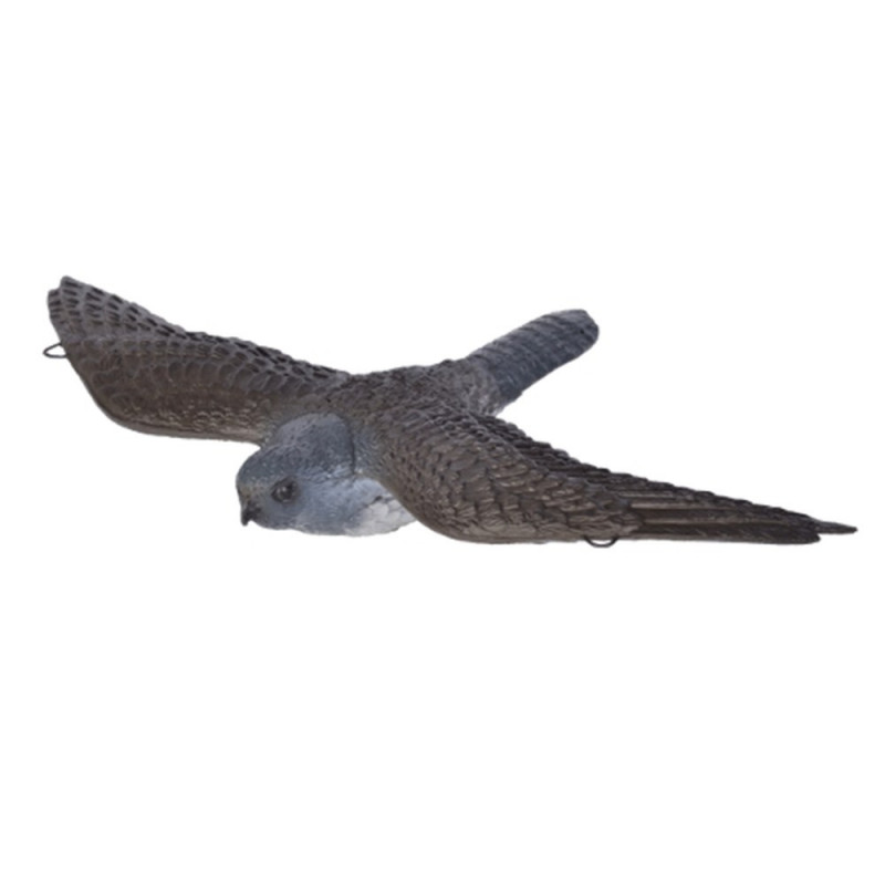 Franzbogen Fliegender Falke