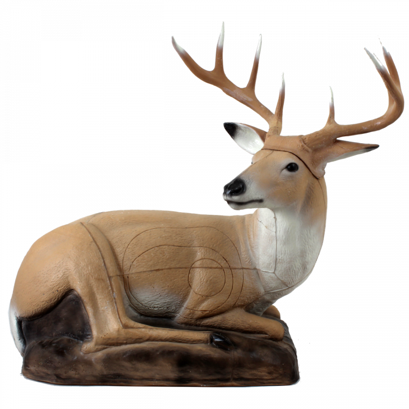 Franzbogen Cervo sdraiato