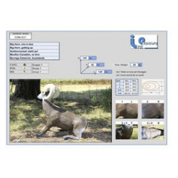 Pecora bighorn di Italespanso in piedi
