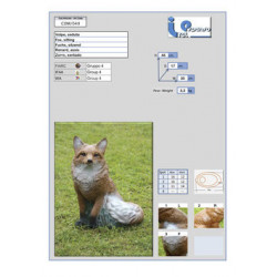 Volpe Italespanso seduta