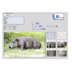 Cinghiale Italespanso