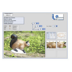 Scoiattolo che corre Italespanso