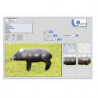 Italespanso Nabelschwein