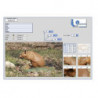 Italespanso Ratte