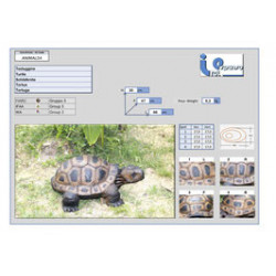 Italespanso Schildkröte