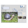 Italespanso Schnecke