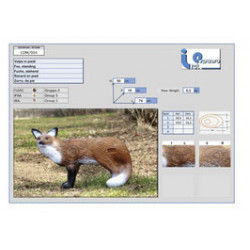 Italespanso stehender Fuchs