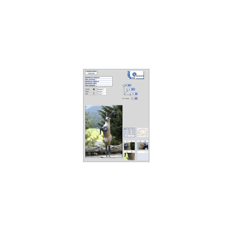 Italespanso Steinbock springend