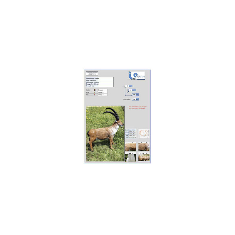 Italespanso Steinbock stehend