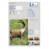 Italespanso Steinbock stehend