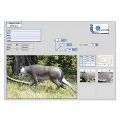 Spaniel italiano lupo