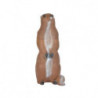 Marmotta longeva